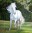 Wit paard in landschap