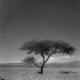 Kunstwerk Woestijn boom
