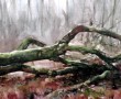Kunstwerk Omgevallen boom bij het Marterpad - Kaaistoep -  20122018