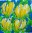 Tulpen Geel (70x70)