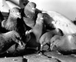 Kunstwerk duivenfamilie