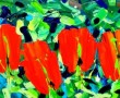 Kunstwerk ~ 4 Rode Tulpen - Acrylverf op linnen (70x100) ~