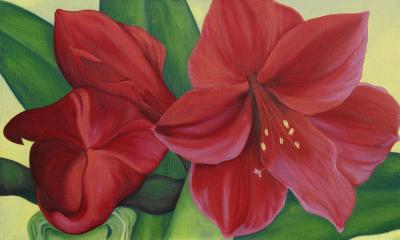 amaryllis 4