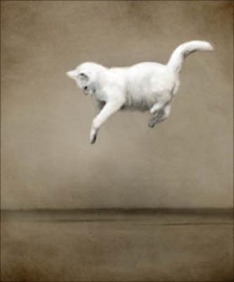 Kat 1 Kat 1