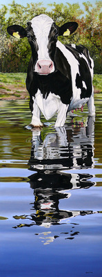 Koe in het water