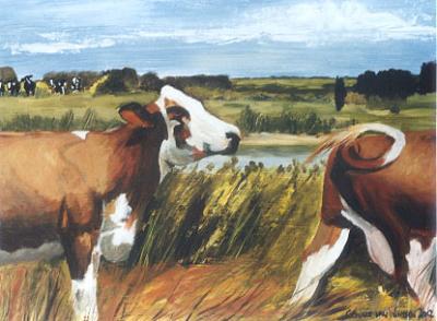 D86 koeien in landschap