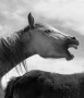 Kunstwerk  ' Horse ' - Camargue (KSF-177 )