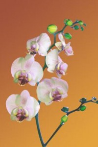 fourfleur orchidee