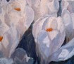 witte krokussen witte krokussen