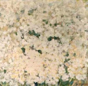 witte bloemen-weide witte bloemen-weide