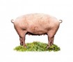 Kunstwerk Real Manipulated Pig