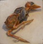 Sturnus vulgaris Sturnus vulgaris