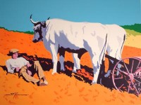 man and oxen resting