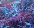 purple dream purple dream