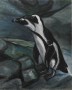 Pinguins Pinguins