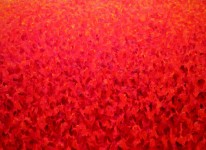 groot rood tulpenveld