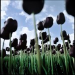 Zwarte Tulpen