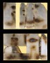Faces Faces