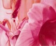 Amaryllis 2 Amaryllis 2
