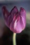 flower number 3 flower number 3