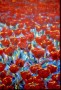 Kunstwerk rood tulpenveld groot (II)