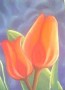 Lady Tulp Lady Tulp