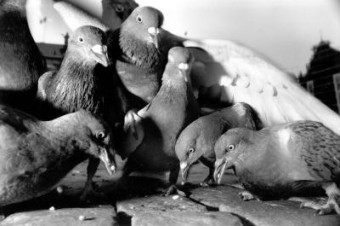 duivenfamilie