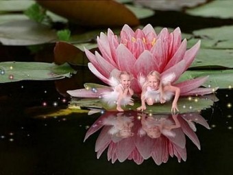 Water lilly fairy's