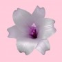 lelie pink lelie pink