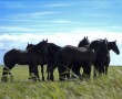 Friese paarden Kunstwerk Friese paarden