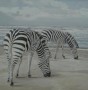 Kunstwerk zebra