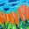~ Tulpen-landschap Oranje (70x70) ~