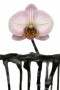 Kunstwerk orchidee