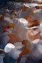 3D gelaserd organza 3D gelaserd organza