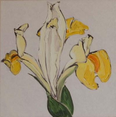 gele iris gele iris