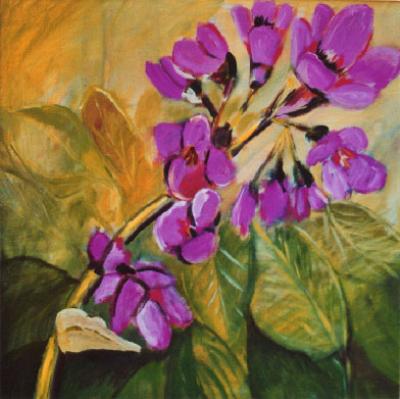 Schoenlappers bloem Schoenlappers bloem