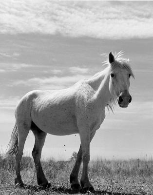  ' Horse ' Camargue (KSF-176 )