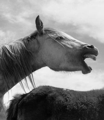  ' Horse ' - Camargue (KSF-177 )