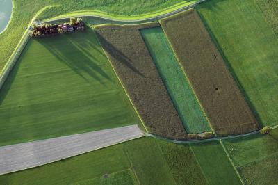 Green Holland Green Holland