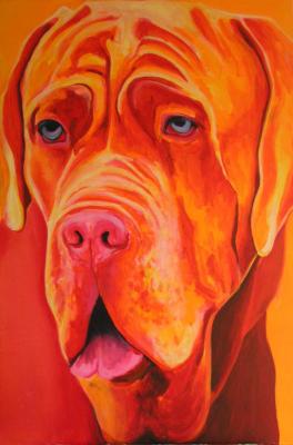 Gele Mastino Gele Mastino