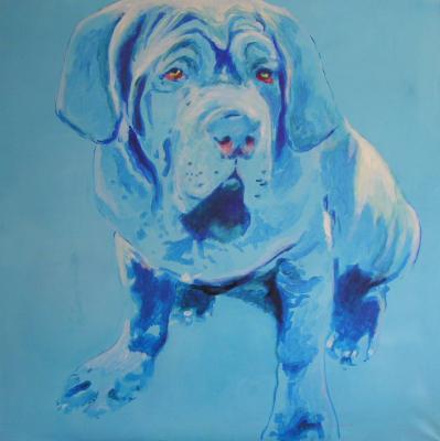 Blauwe Mastino Blauwe Mastino