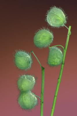fourfleur teelbal fourfleur teelbal