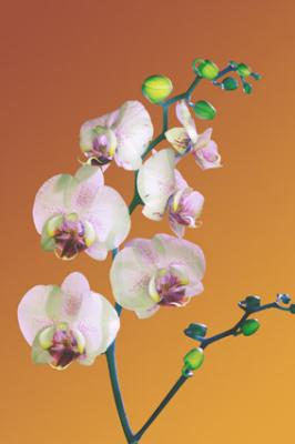 fourfleur orchidee