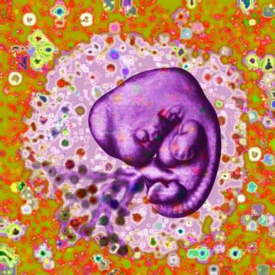Embryo 4 Embryo 4