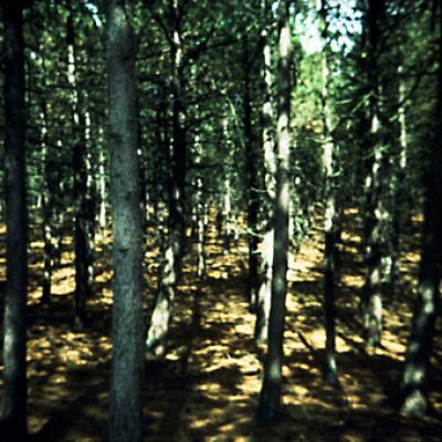freaky forrest freaky forrest