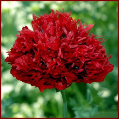 Papaver Papaver