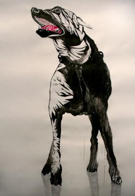 Hond Hond