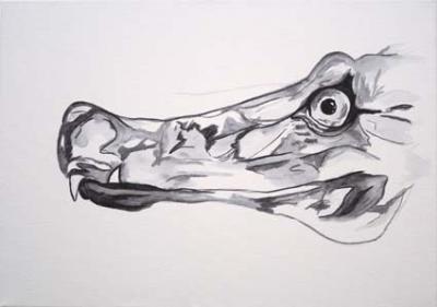 Crocodylus Cataphractus Crocodylus Cataphractus
