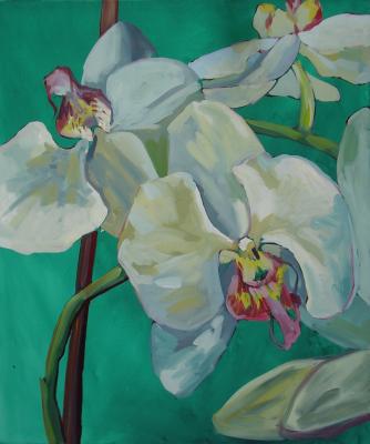 Orchidea Orchidea