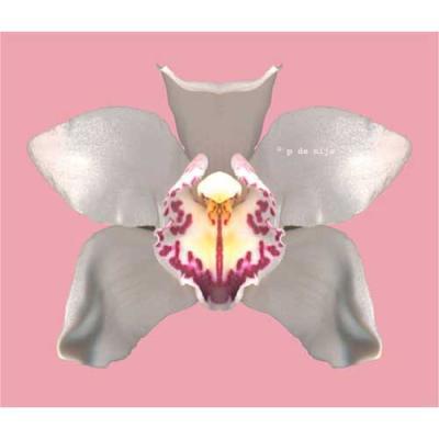 orchid pink